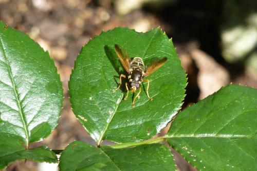 Caliprobola speciosa